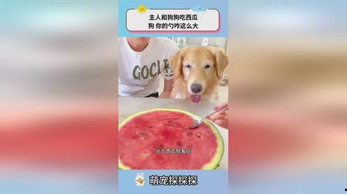 小狗吃瓜网,揭秘娱乐圈幕后故事，带你领略明星真实生活