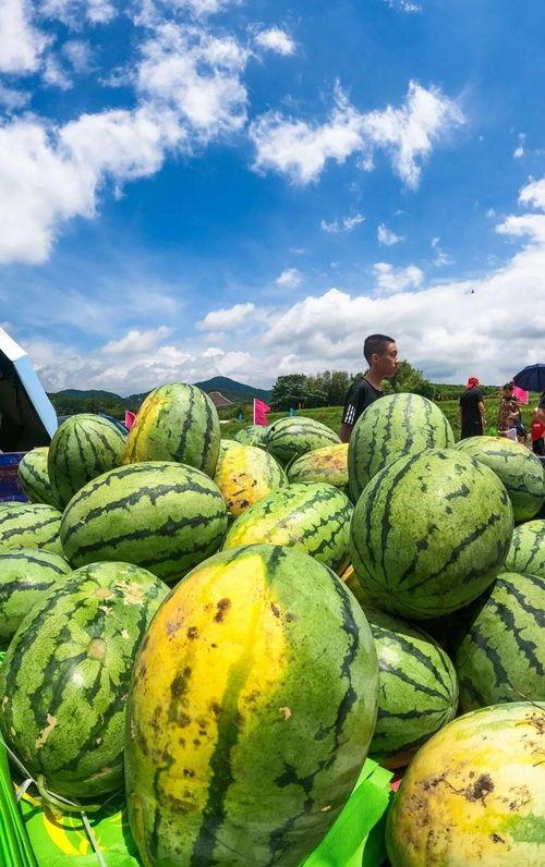 梁山西城吃瓜,夏日炎炎，吃瓜群众欢乐多
