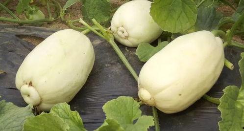 小清吃土瓜,小清的土瓜美食之旅