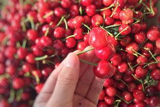 樱桃吃瓜事件,网络舆论的风暴与反思