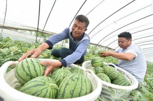 江苏苏州吃瓜事件视频,一场引发热议的街头冲突瞬间