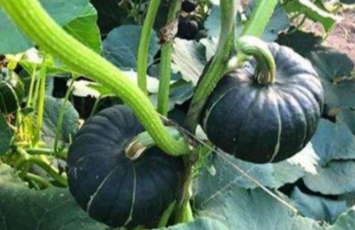 倪倪吃瓜集,揭秘娱乐圈幕后故事