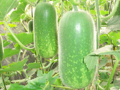 吃瓜2949211,揭秘吃瓜2949211背后的故事与真相