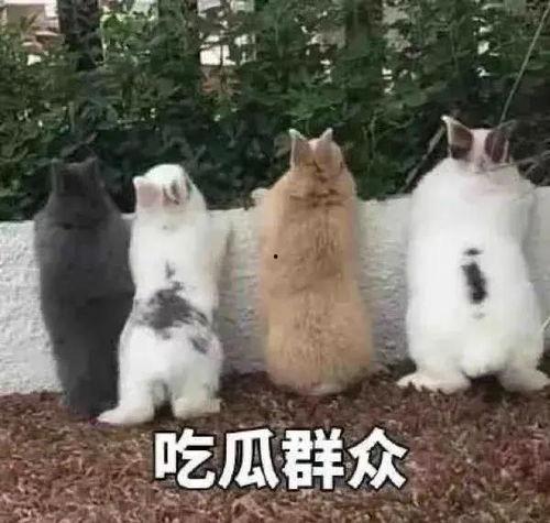 盖世英雄吃瓜,揭秘娱乐圈幕后风云