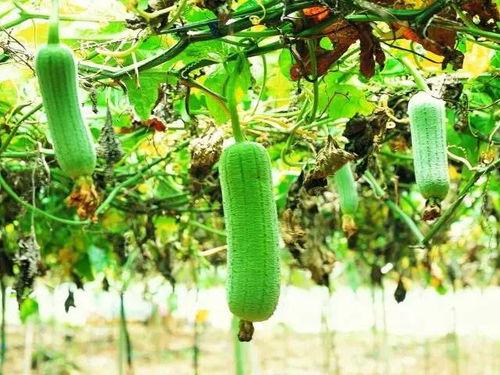 我那颗吃瓜的心,一场场吃瓜盛宴背后的真相