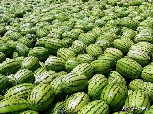 绿洲世界哪里吃瓜,探寻最佳吃瓜胜地