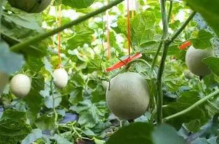 吃网纹瓜会吐吗,揭秘吐籽之谜