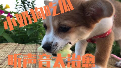 胖犬吃瓜,夏日清凉一夏