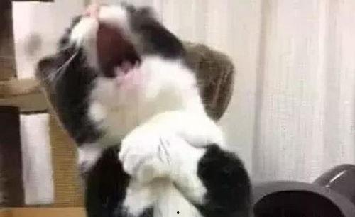 猫咪爬窗台吃瓜,瓜果飘香引围观