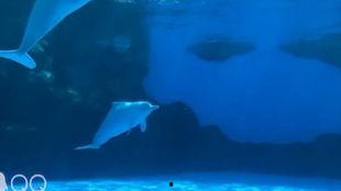 海豚姐姐吃哈密瓜,海豚姐姐的哈密瓜美食之旅