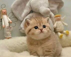 猫咪吃毛瓜,毛瓜引发的美食探险