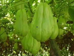 佛手瓜能和芝麻一起吃吗,健康饮食新选择