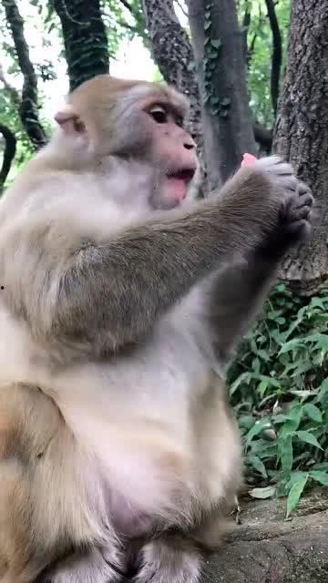 崽崽吃瓜群,揭秘娱乐圈幕后故事